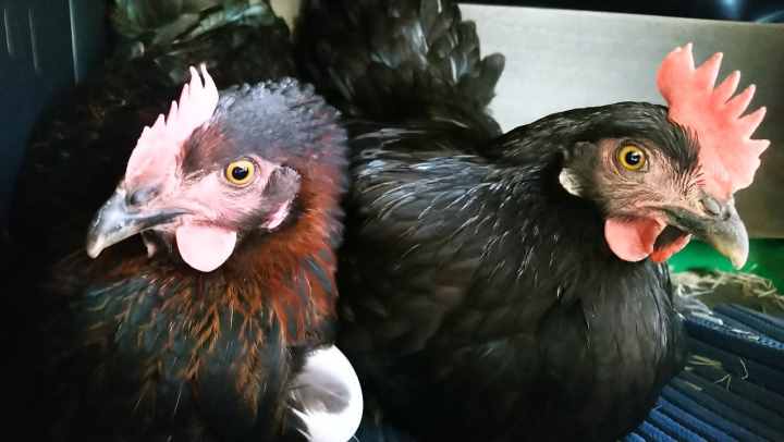 Hühner kaufen Hühnerhaltung für Anfänger Tipps gratis E-Book