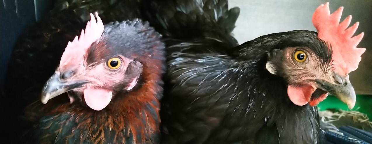 Hühner halten – ganz einfach